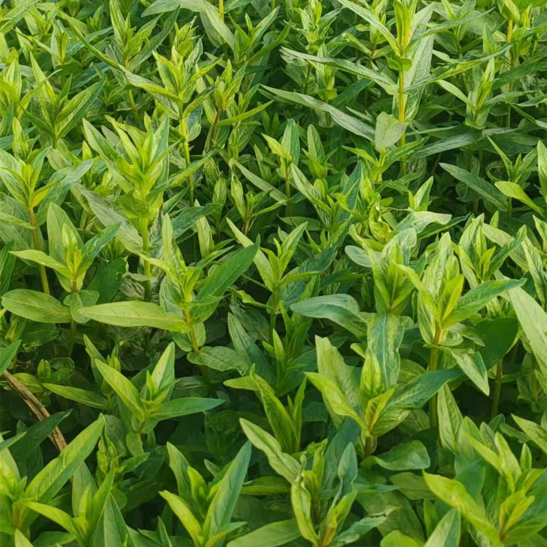 Инженерный саженцы завода многолетние посажены с морозостойким и термостойким озеленением инженерные саженцы вечнозеленые во все сезоны для очистки воздуха.