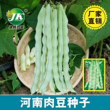 河南肉豆种子白色四季豆春秋种植架芸豆种子白棒豆早熟肉厚菜豆角