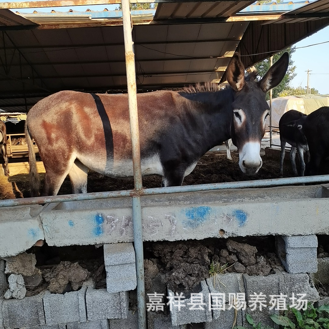 德州驴价格关中驴德州驴改良肉驴苗育肥小公驴