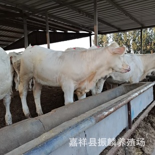 4����Сţ�كr�� �Bֳ�����Rţ���� ������ţ������Xһ�^