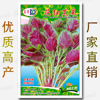 Spring and summer Season One -dollar Easy Seed Vegetable Seed Manufacturer Direct Sales Four Seasons Good Word of Mouth Word Seeds wholesale