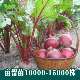 �ϲ��^�t��˷N�� �r��ˈ@���؃Ȳ���t�oȦ�y����߲���