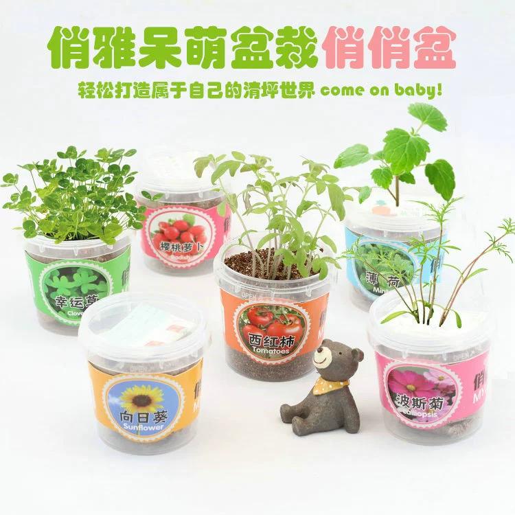 Qiaoqiao горшок Qiaoya садоводство студенческий подарок киоск поставка мини-растение в горшках зеленая трава посадка Pinduoduo горячая модель