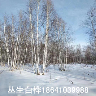 �|���ט���� �����ט��� ���U�ט�r�񃞻� ���̓��� Ҏ���Rȫ