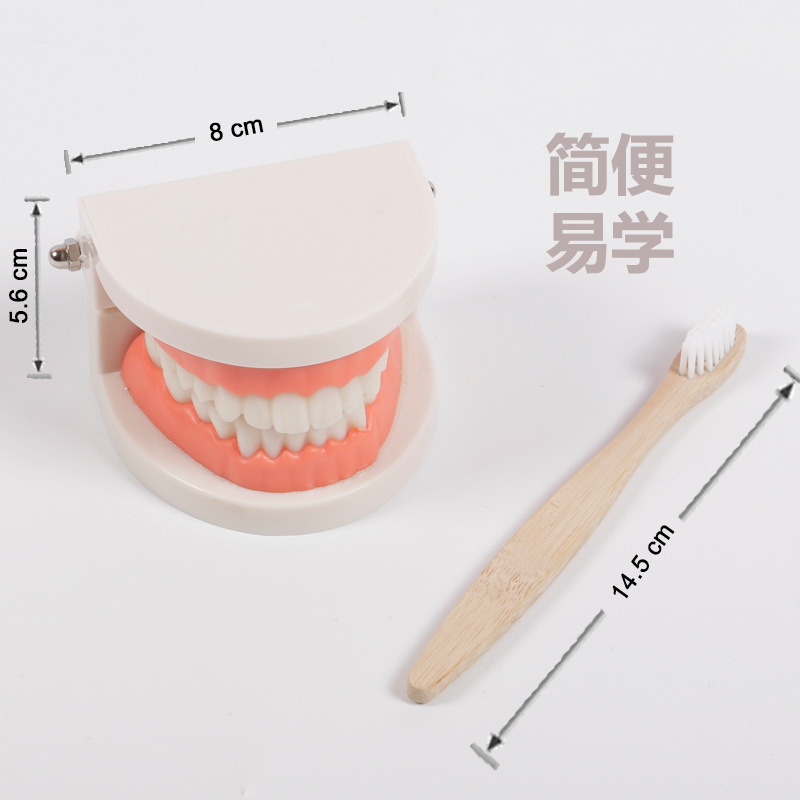 Montessori ayudas didácticas niños cepillado y lavado traje educación temprana juguetes educativos dentadura diente modelo kindergarten dientes cognitivos