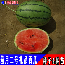羞月二号礼品小型西瓜种子籽花皮红壤西瓜水果甜瓜种籽孑菜籽四季