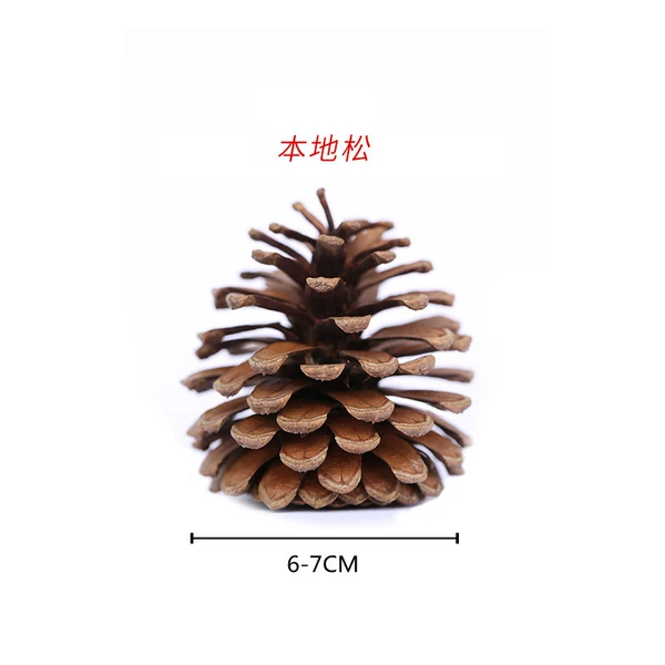 ✷◎◎◎◎✷Local pine 6-7CM✷◎◎◎◎✷