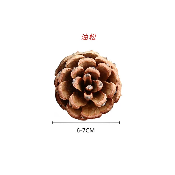 ✷◎◎◎◎✷Pine 6-7CM✷◎◎◎◎✷