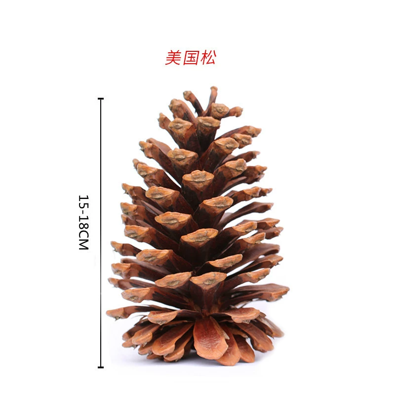 ➻Pine cones, natural pine cones, American pine, local pine, pine cones, Dalintou, pine flowers, pine cone crafts