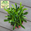 Moss micro -landscape plant micro -landscape ecological bottle dedicated landscaping plant Taiwan Luohan pine C90 pot