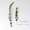 Short branches around 10cm, one branch