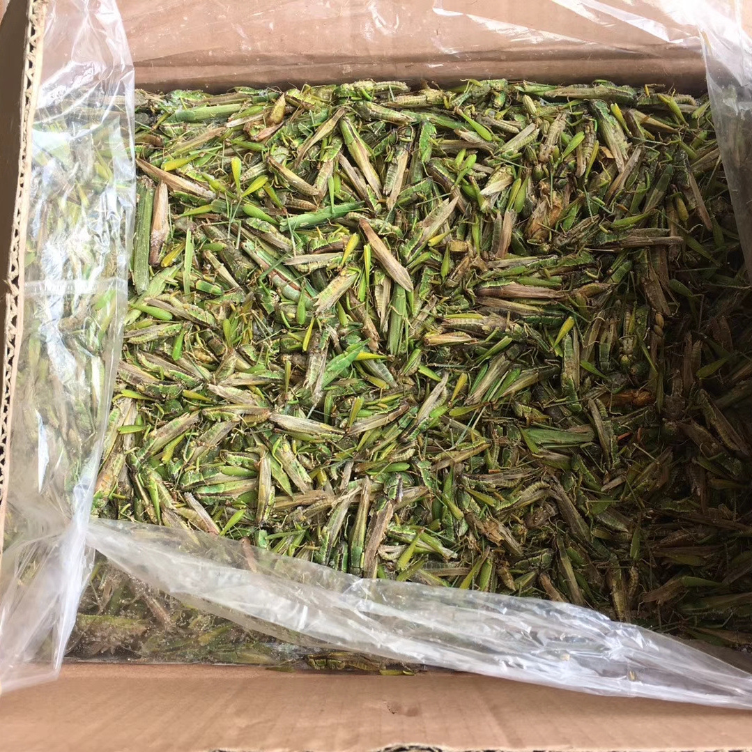 批发速冻蝗虫 蚂蚱 草螟  蝈蚂小稻蝗昆虫蚱蜢    云南土特产