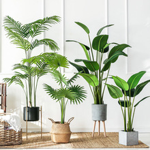 ���ڱ�ŷ������ֲ���Է������˽������������ֲ��걳���辰���