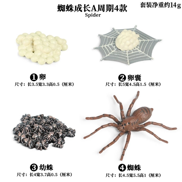 Spider Growth cycle A [4 sets of sets]