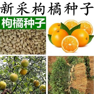 �²��ך����ٷN�ӷe���ѳ����Ӽt����ȷN�Ӽ޽Ӵuľ�Î��̻h