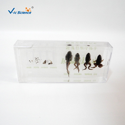 43006蛙发育顺序浸制标本 动物研究 初高中生物教学标本翻新维护|ru