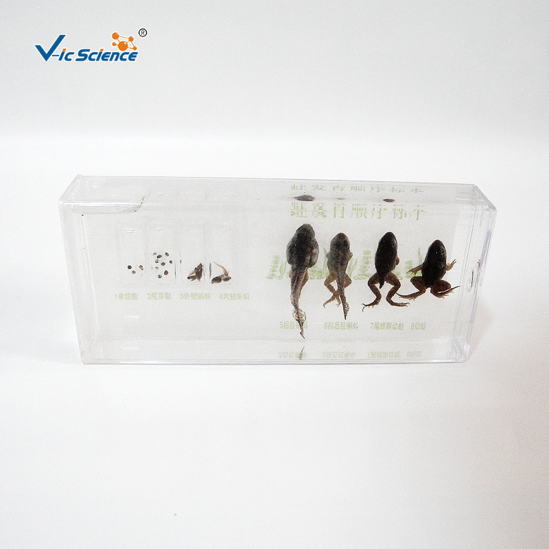 43006蛙发育顺序浸制标本 动物研究 初高中生物教学标本翻新维护|ru