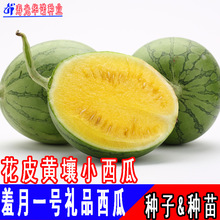 ����һ̖��Ƥ�S���YƷС���ϷN�ѾGƤ�S��С��������ˮ����ϲ���