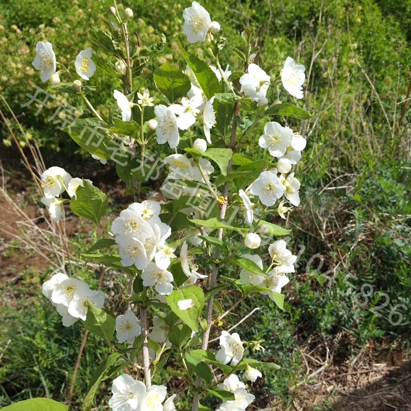 山梅花 供应东北山梅花小苗 耐寒灌木丛 城市园林绿化树 量大优惠