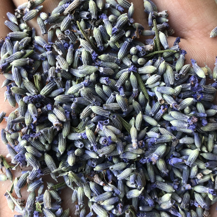 Wholesale Lavender from the Uk, Real Dried Flowers from Yili, Xinjiang, Sachets, Pillow Fillings, Dried Flower Capsules, Air-Dried Flowers Wholesale Lavender from the Uk, Real Dried Flowers from Yili, Xinjiang, Sachets, Pillow Fillings, Dried Flower Capsules, Air-Dried Flowers