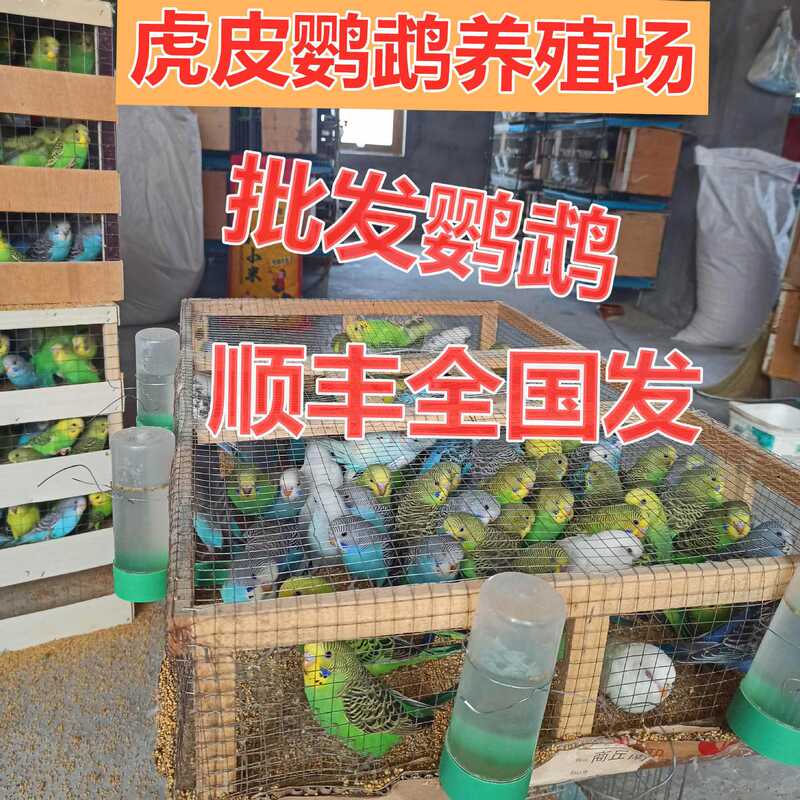 Parrot Farm, Budgerigars, Live Birds Shipped, Live Bags, Healthy Stalls, Parrot Rings, Parrot Viewing