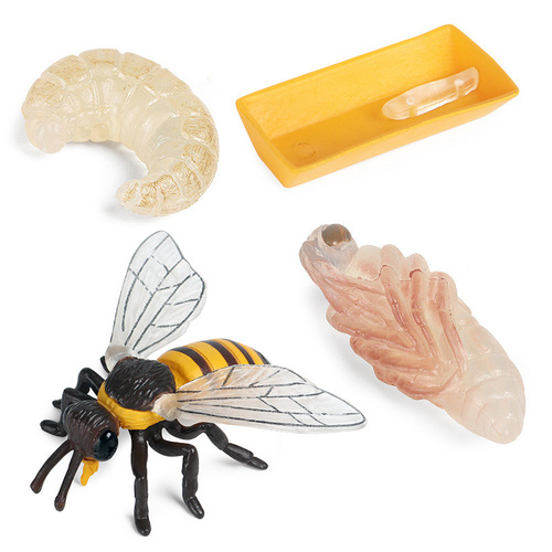 Simulated animal model ornaments children's science and education growth cycle bee turtle spider frog butterfly plastic toy