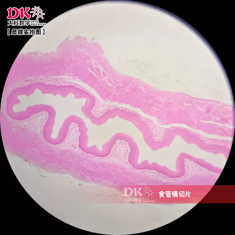 食管横切 显微玻片 教学使用 生物切片标本