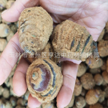 广西狗鞭果 凸型风流果 毛毛果干货