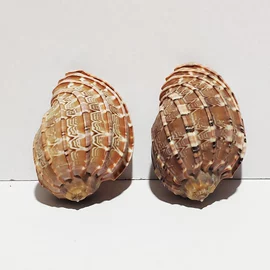 海螺/贝壳;工艺原料;沙石砾石