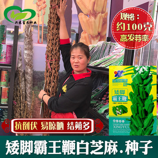���_�����ް�֥��N�� �r����طNֲ�������������֥���ѳ��Ͷ�