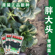 Ͳ˷NͲСײ˷N˷N๣߲˷Nl˷NѲ