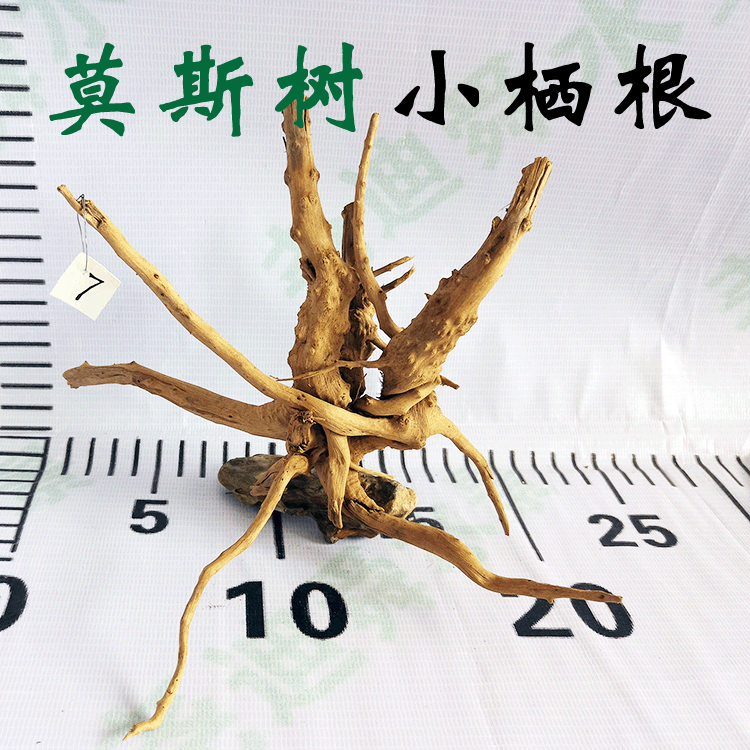 Small Aquatic Plant Tank Landscaping Decoration, Small Aquatic Plant Driftwood, Aquarium Moss Tree, Ecological Bonsai Landscape Decoration, in Stock Small Aquatic Plant Tank Landscaping Decoration, Small Aquatic Plant Driftwood, Aquarium Moss Tree, Ecological Bonsai Landscape Decoration, in Stock