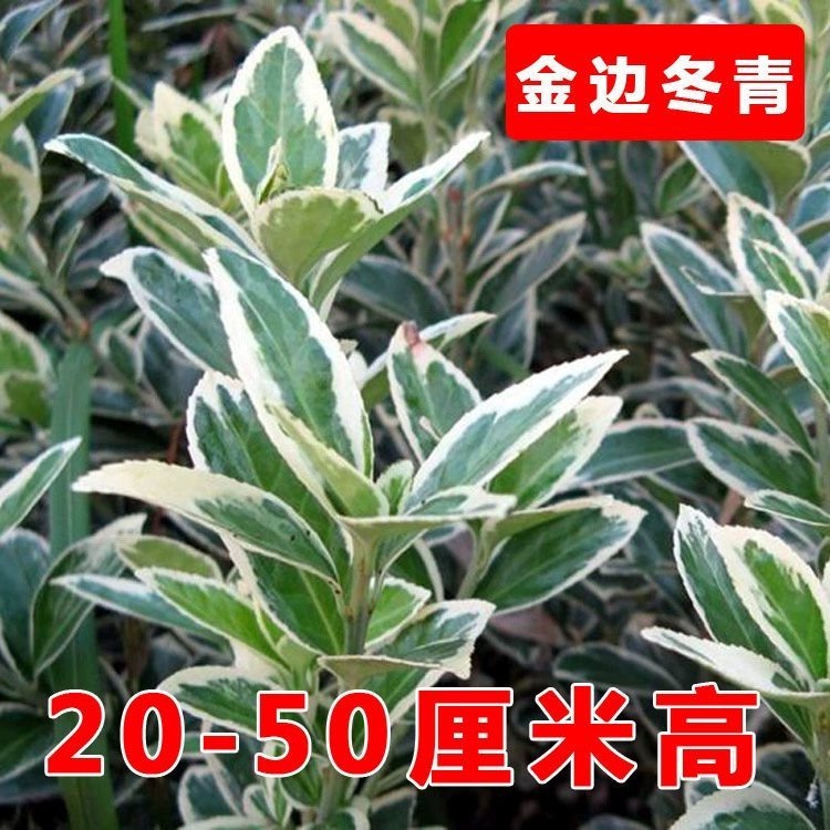 Четырехсезонные вечнозеленые саженцы падуба Пномпень прямой столб открытое поле садовые растения защита склонов озеленение вечнозеленые кустарники