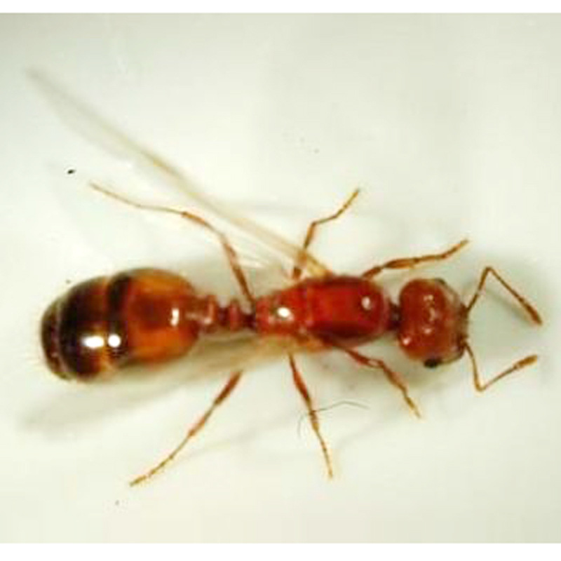 红火蚁 红火蚁引诱剂