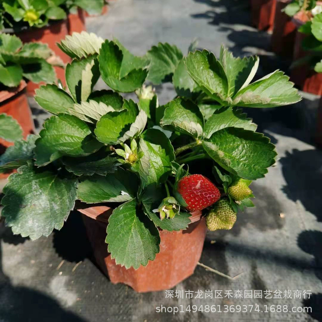 Рассада клубники Результаты Four Seasons Съедобный Балконный двор Маленькие растения Легко выращивать и легко выживать Крем Клубника в горшке с цветами