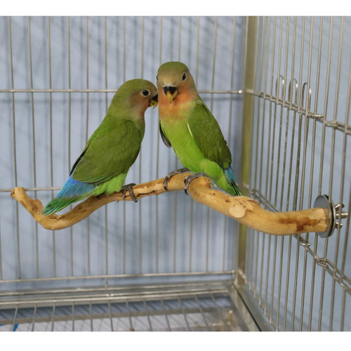 Parrot Stand Bar Pole Tree Root Branch Bird Stand Frame Wooden Parrot Toy Perch Bird Cage Accessory Bird Toy