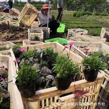 �Wʯ�����Թ��� ɽ�|���ݲݻ����� �Wʯ��С�������ͺ����޸��ݻ�