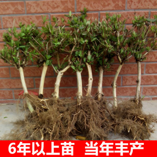 �ͺ����y���������ԾGֲ�x�����҃ȝ��㻨���̨ͥԺ���m����ֲ��