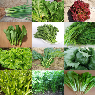 ���l�߲˷N���ļ��̨�r��ͥԺ�������˲��˾²���˲�ݮ���󃞻�