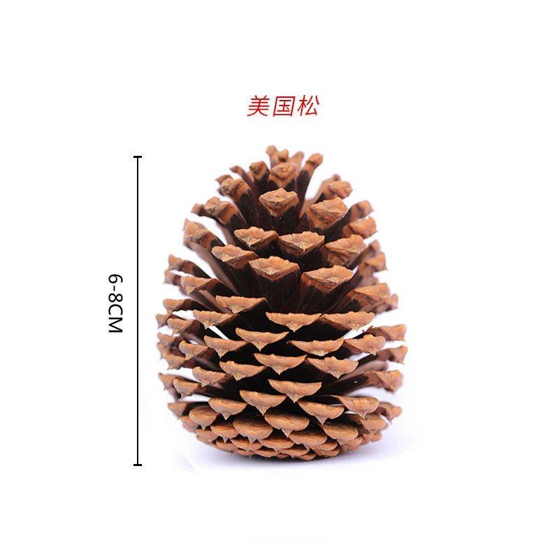 ➻Pine cones, natural pine cones, American pine, local pine, pine cones, Dalintou, pine flowers, pine cone crafts