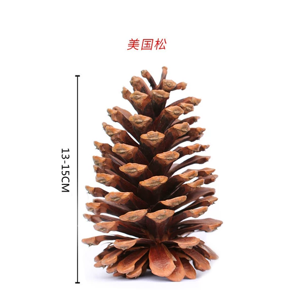 ✷◎◎◎◎✷American pine 13-15CM✷◎◎◎◎✷