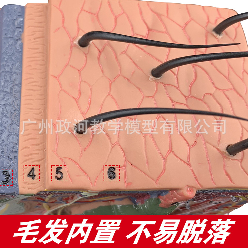 Estructura DE LA PIEL modelo de anatomía enseñanza nivel de organización estructura tridimensional micro-plástico sutura cosmética modelo médico