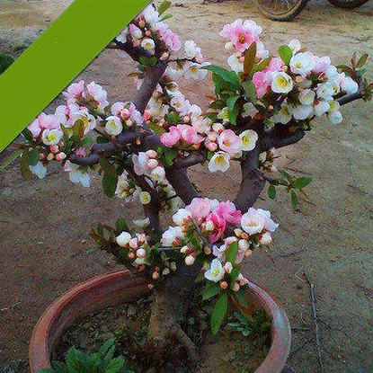 Двор Бегония Бонсай Бегония Рассада Бегония Японская рассада Бегония Горшечные растения Четыре сезона Цветущие зеленые растения