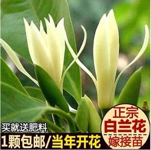 �޽Ӱ��m���� ���m����������m�S���m�S�m���Ե��ԝ��㻨�� ����