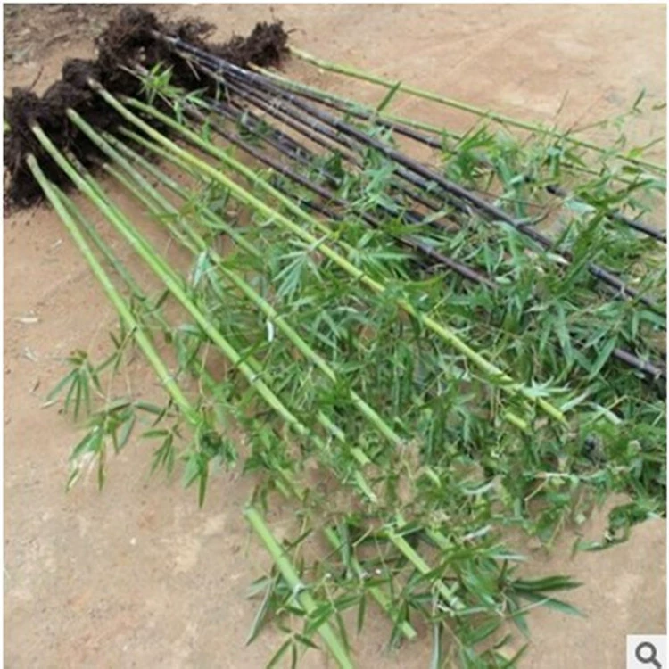 Бамбуковый саженец озеленение двора изоляционный забор четыре сезона вечнозеленый ранний сад бамбук фиолетовый бамбуковый саженец Золотой инкрустированный нефрит луохан бамбук Крытый горшок