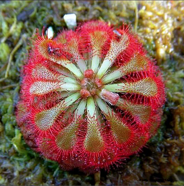 Овощи росянки различные рассады насекомых-поедающих растений мухи в горшках комары липкие маленькие летающие насекомые мухоловка травы