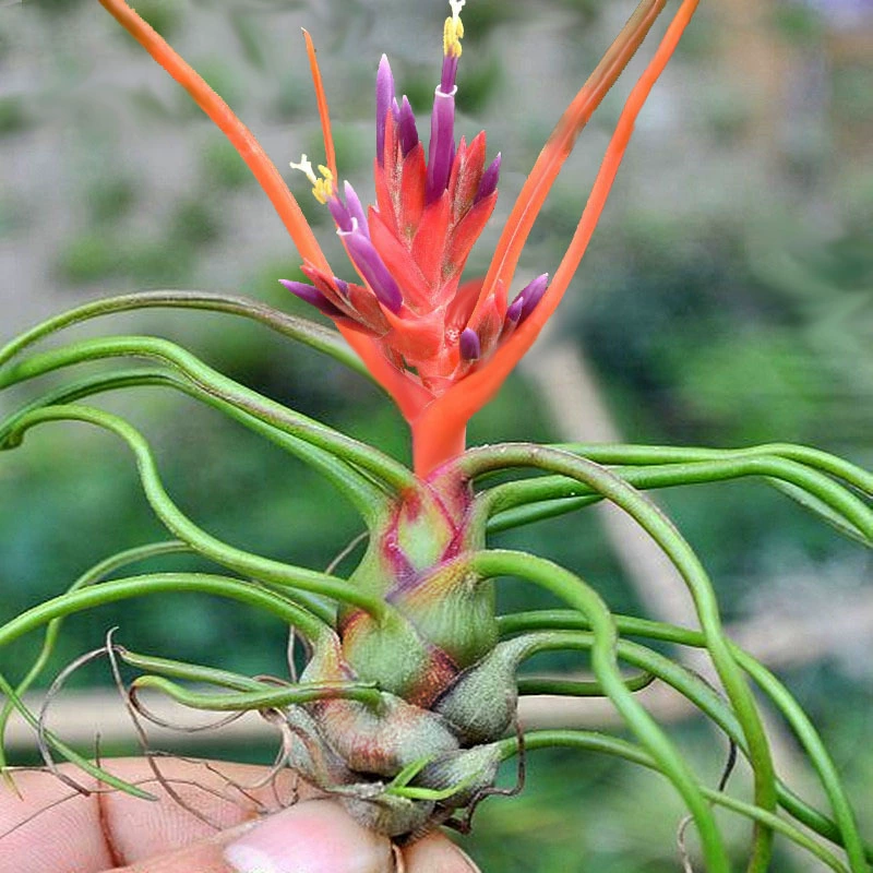 Воздушный ананас Осьминог бабочка маленькая бабочка мясистые мясные растения зеленые растения Комнатные цветы воздушные растения цветы