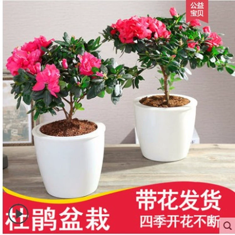 Рододендрон горшечные растения цветы просмотр растений в помещении с цветами Четыре сезона хорошие цветы цветут круглый год