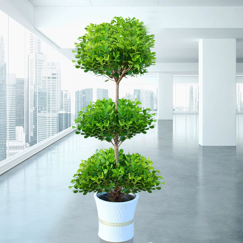 Большие комнатные растения Денежное дерево Денежный баньян Гостиная Офис Зеленая посадка Денежное дерево Открытие Горшечные растения