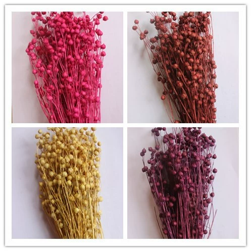 【Eternal Flower Acacia Bean】Yunnan Craft Gift Materials Dried Flower Fugui Beans (Fugui Beans) Shiba Beans